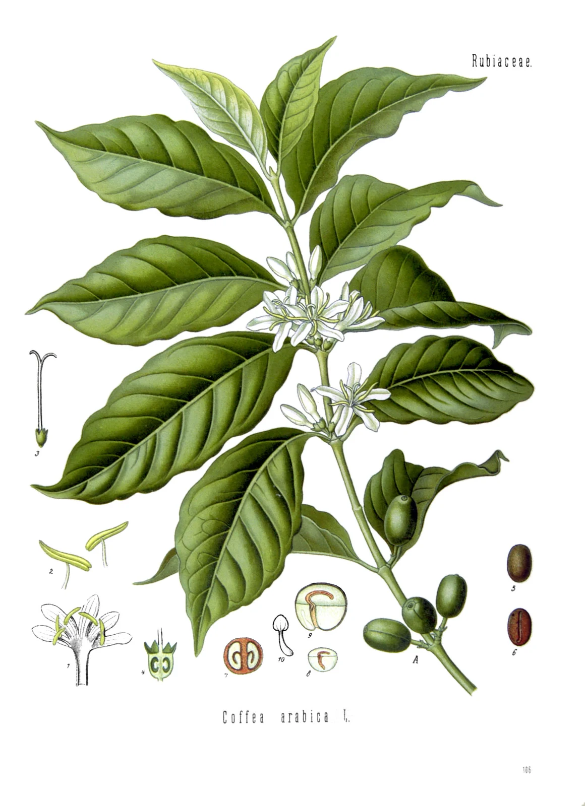 Botanische Tafel eines Arabica-Zweigs mit Blättern, weißen Blüten, Kirschen und detaillierten Samenquerschnitten
