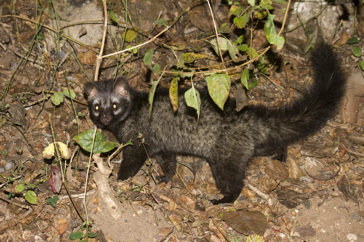 Nachts im Mudumalai National Park fotografierter Fleckenmusang