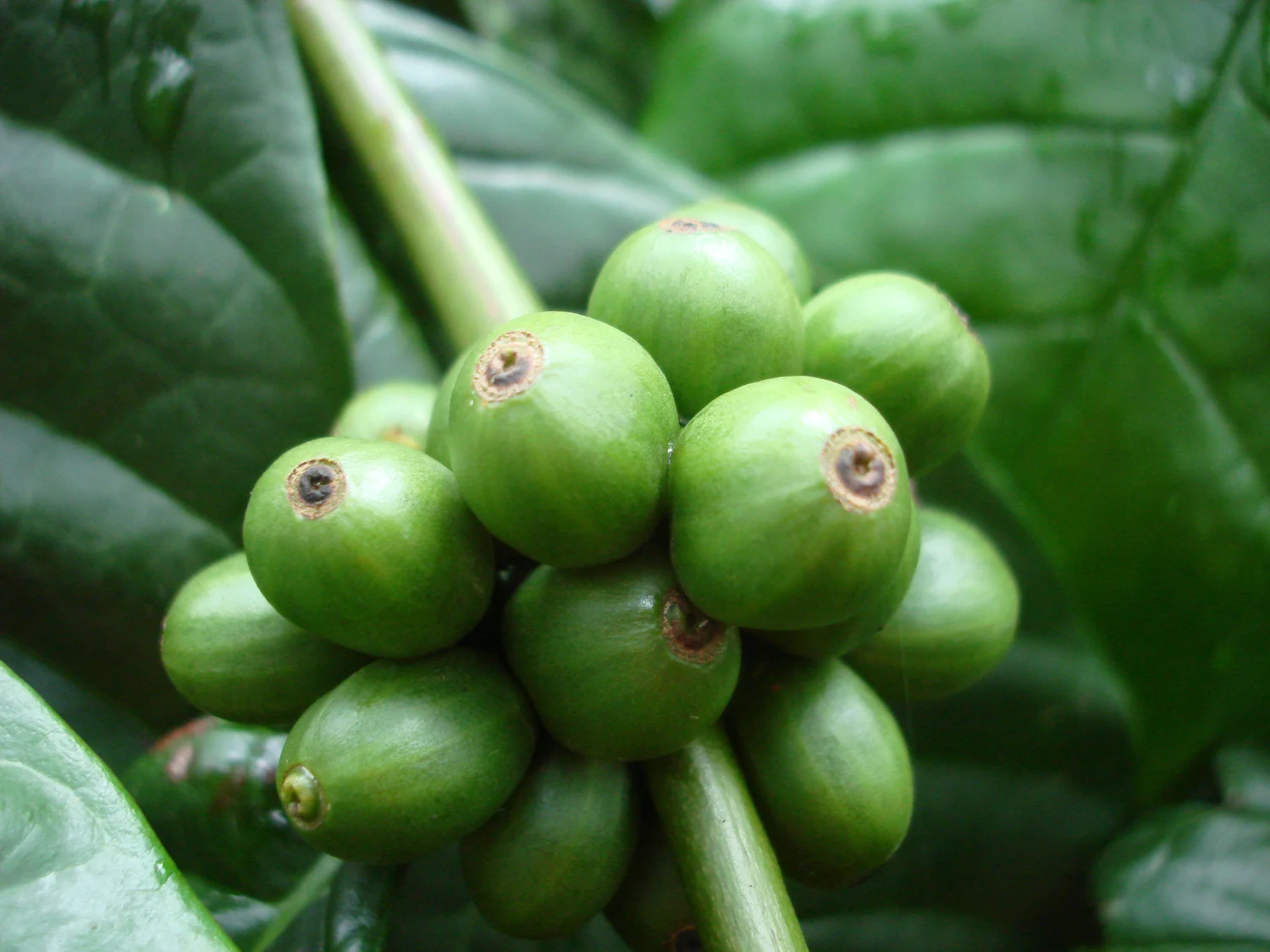 Büschel unreifer grüner Coffea-canephora-Beeren an einer Kaffeepflanze