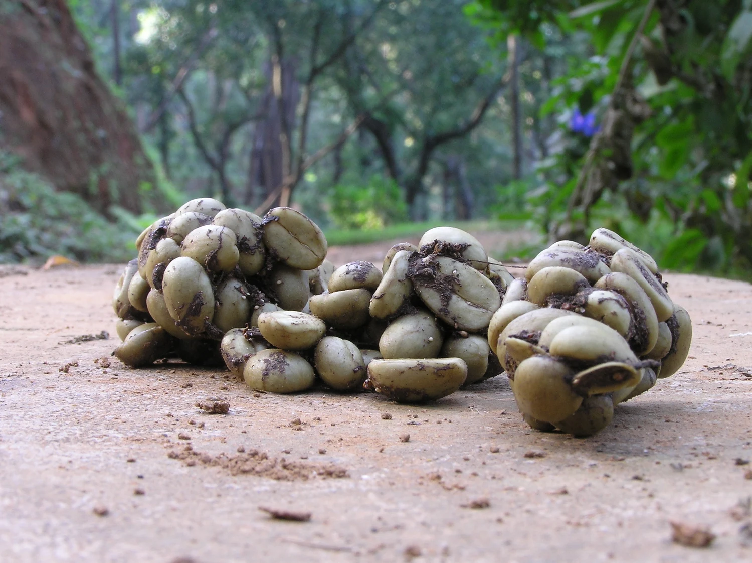Arabica-Kaffeesamen in Schleichkatzenkot in Karnataka, Indien